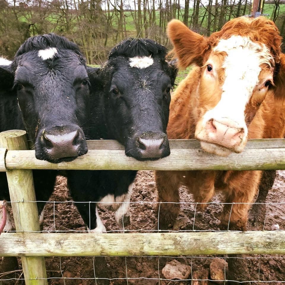 Alf, Ermie and Mr Wonky