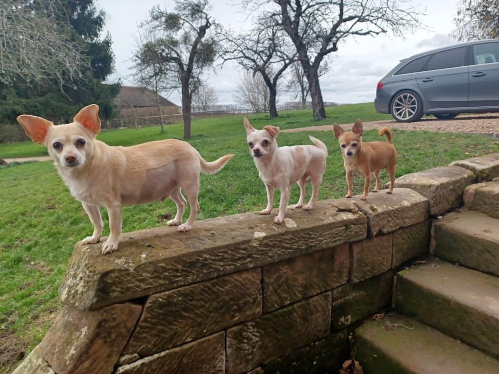 Sid, Ruby and Lilly