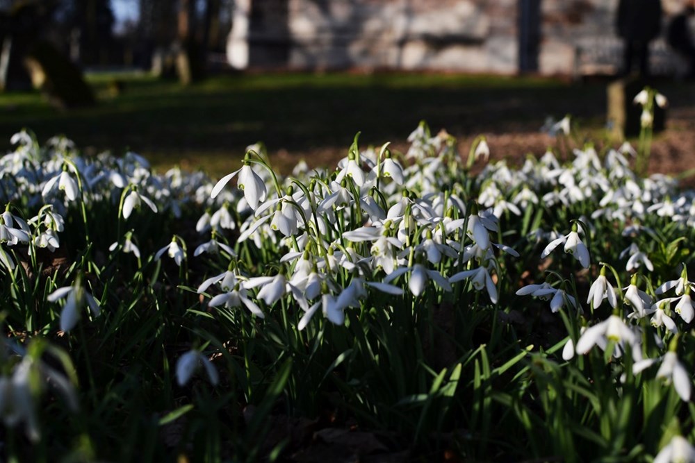 Snowdrops