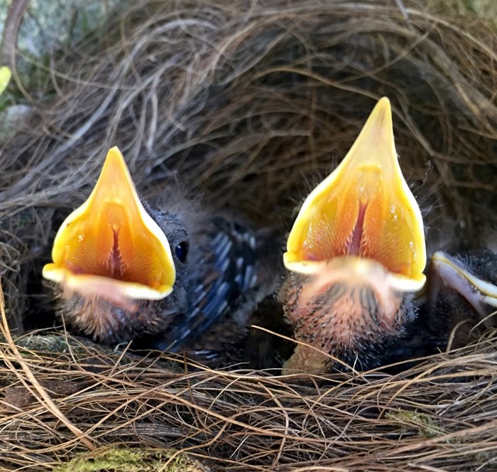 Juveniles Nesting 