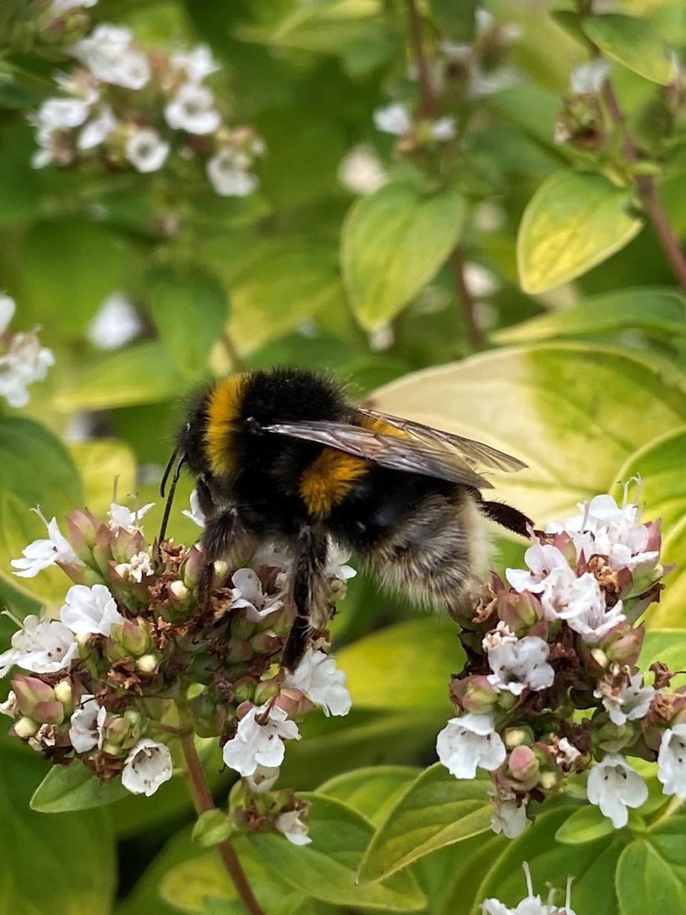 Bee Happy