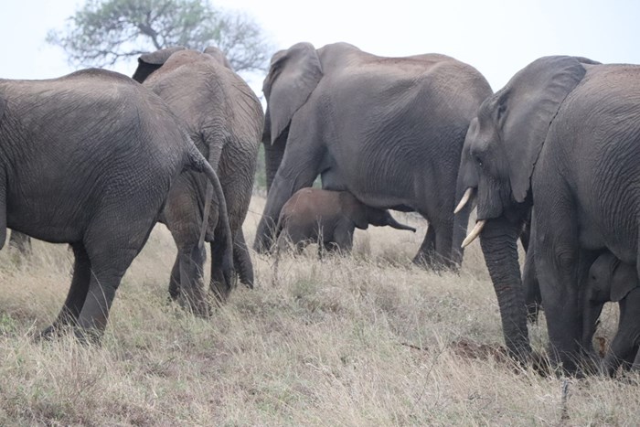 Elephant Family