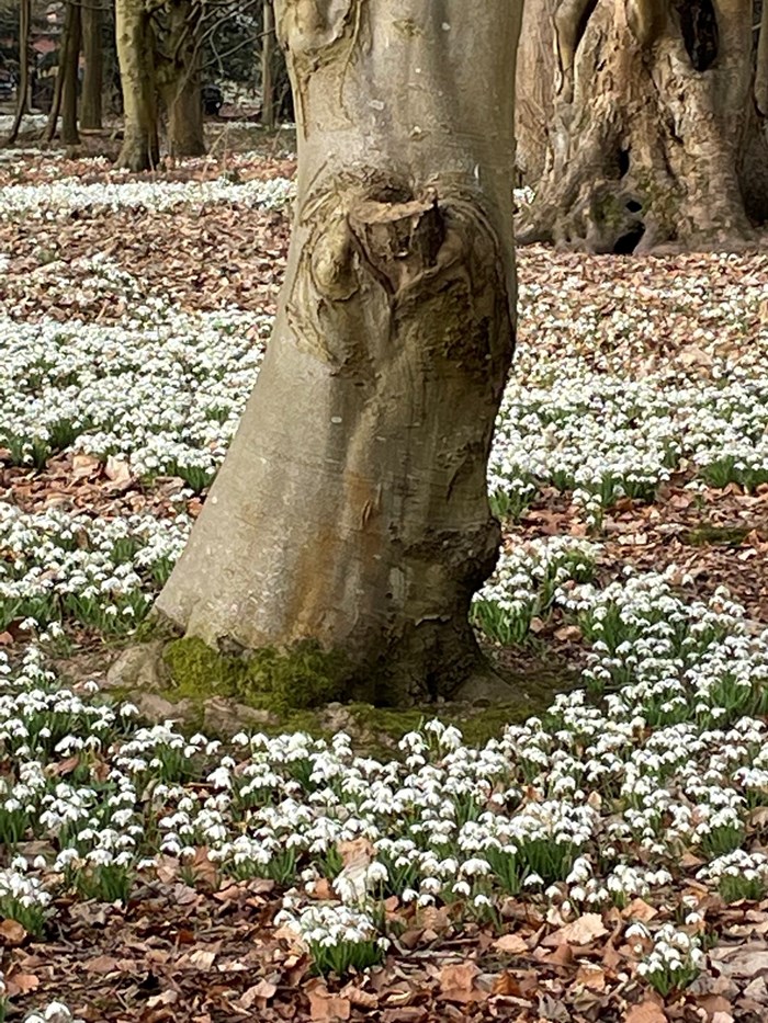 Carpet of snowdrops